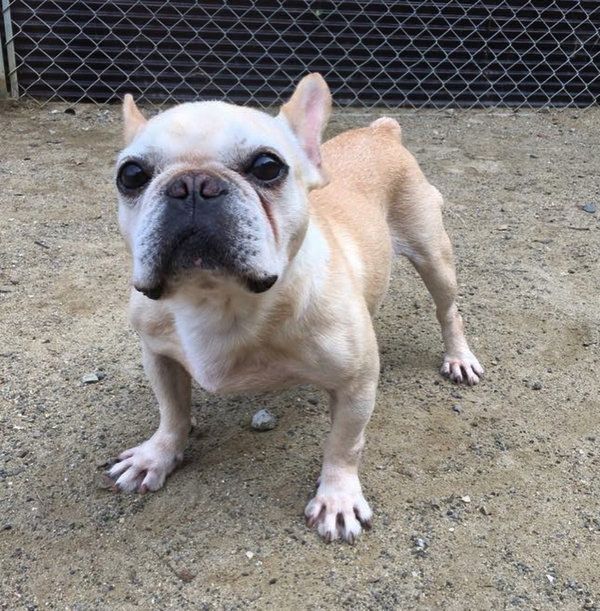 フレンチ・ブルドッグの豆福ちゃん