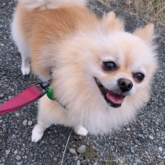 ポメラニアンのおこめくん♪