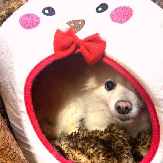 小型MIXのHaruくん