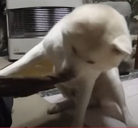 毛布を取り返そうとするゆうきくん♪