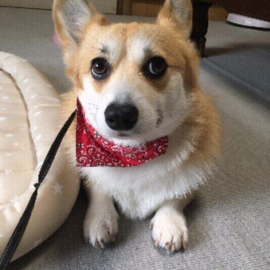 ウェルシュ・コーギー・ペンブロークのきなこ。ちゃん