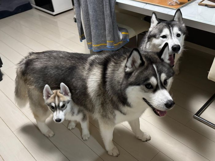 仲良しな3頭