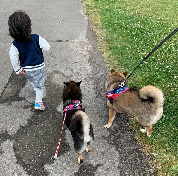 お散歩する花ちゃんとあずきちゃん
