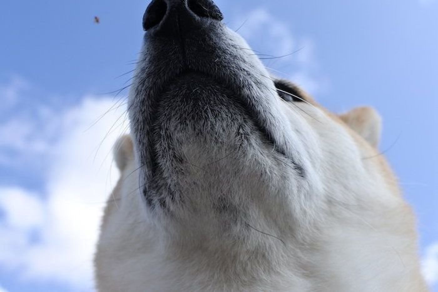 柴犬マロたん わんこに友達はいたほうがいいけど 無理はしなくていいよって話 いぬのきもちweb Magazine 柴犬マロたん わんこに友達はいたほうがいいけど 無理はしなくていいよって話 いぬのきもちweb Magazine