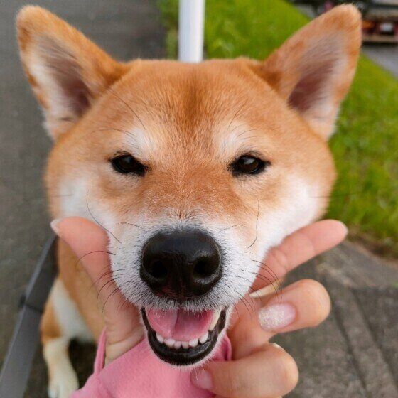 ペットカメラを室内に設置するメリットとは いぬのきもち