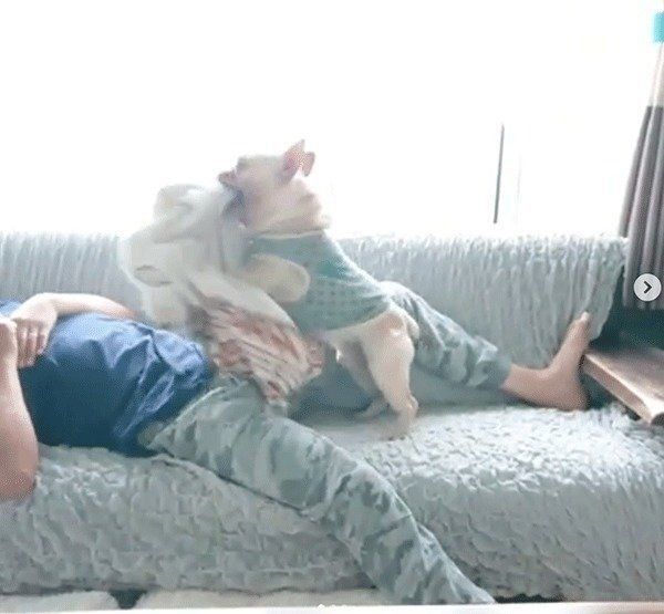 毛布を運ぶフレンチ・ブルドッグ