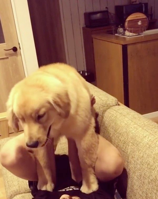 高い高いされるゴールデン・レトリーバー