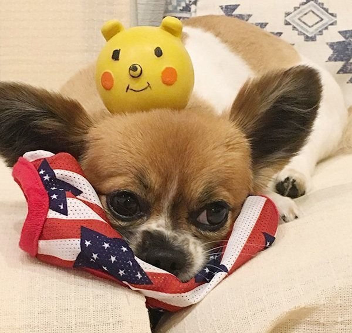 飼い主さんショック 犬はフリスビー遊びが好き は期待しすぎかも いぬのきもちweb Magazine 飼い主さんショック 犬はフリスビー遊びが好き は期待しすぎかも いぬのきもちweb Magazine