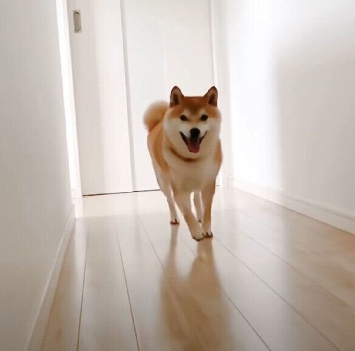 大好きなママさんと遊べる至福の時 嬉しすぎて笑顔いっぱいになっちゃう柴犬 いぬのきもちweb Magazine 大好きなママさんと遊べる至福の時 嬉しすぎて笑顔いっぱいになっちゃう柴犬 いぬのきもちweb Magazine