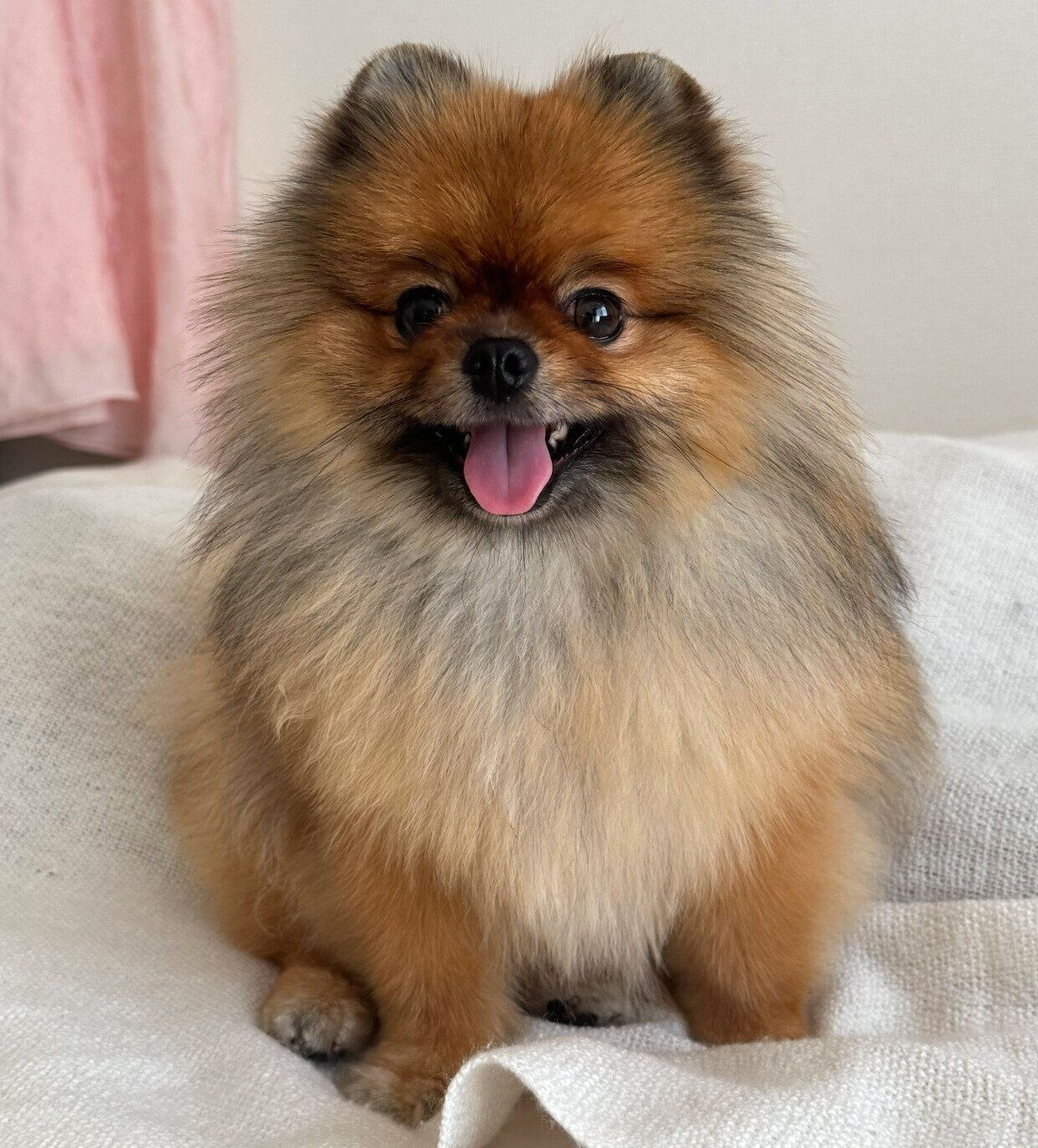 2才になったイヴちゃん