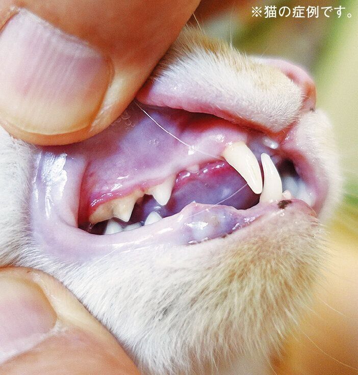 写真提供／若山動物病院