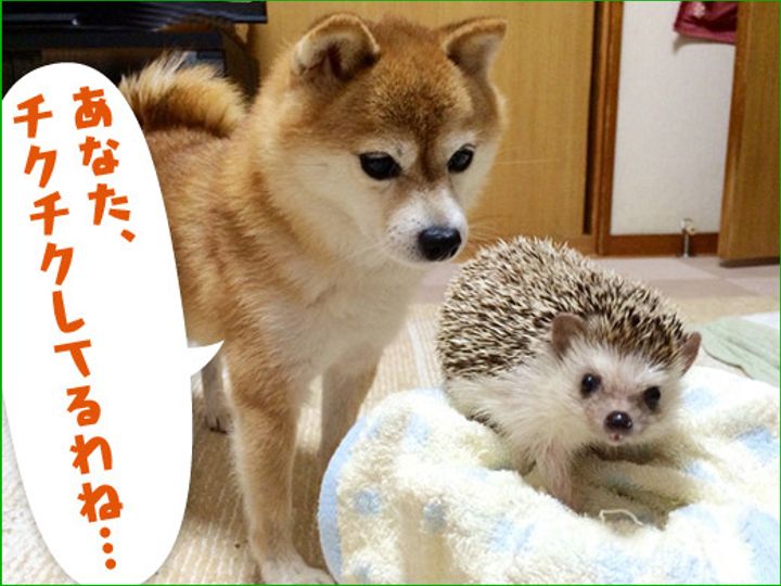 こむぎもビビる 小さな同居人 柴犬こむぎの小悪魔日記 いぬのきもちweb Magazine