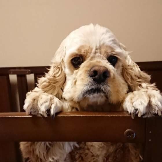 アメリカン・コッカー・スパニエル