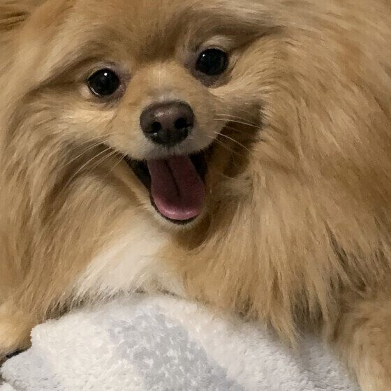 ポメラニアンのよつばくん