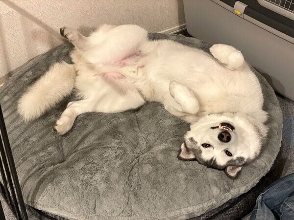 くつろぐじょんすのーくん