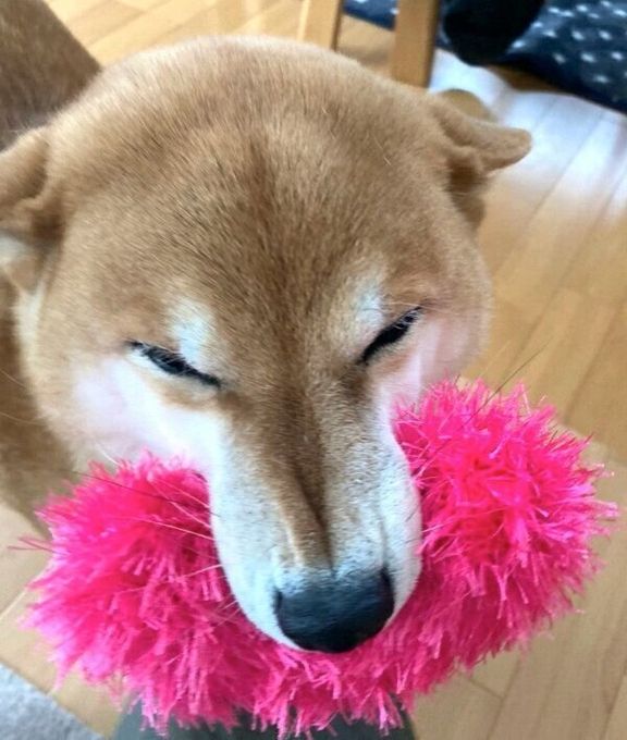 笑顔が素敵なすずちゃん