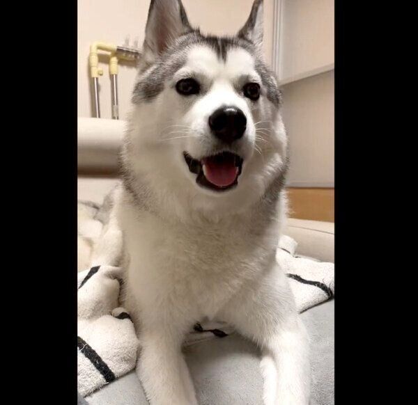 飼い主さんのことを見つめるじょんすのーくん