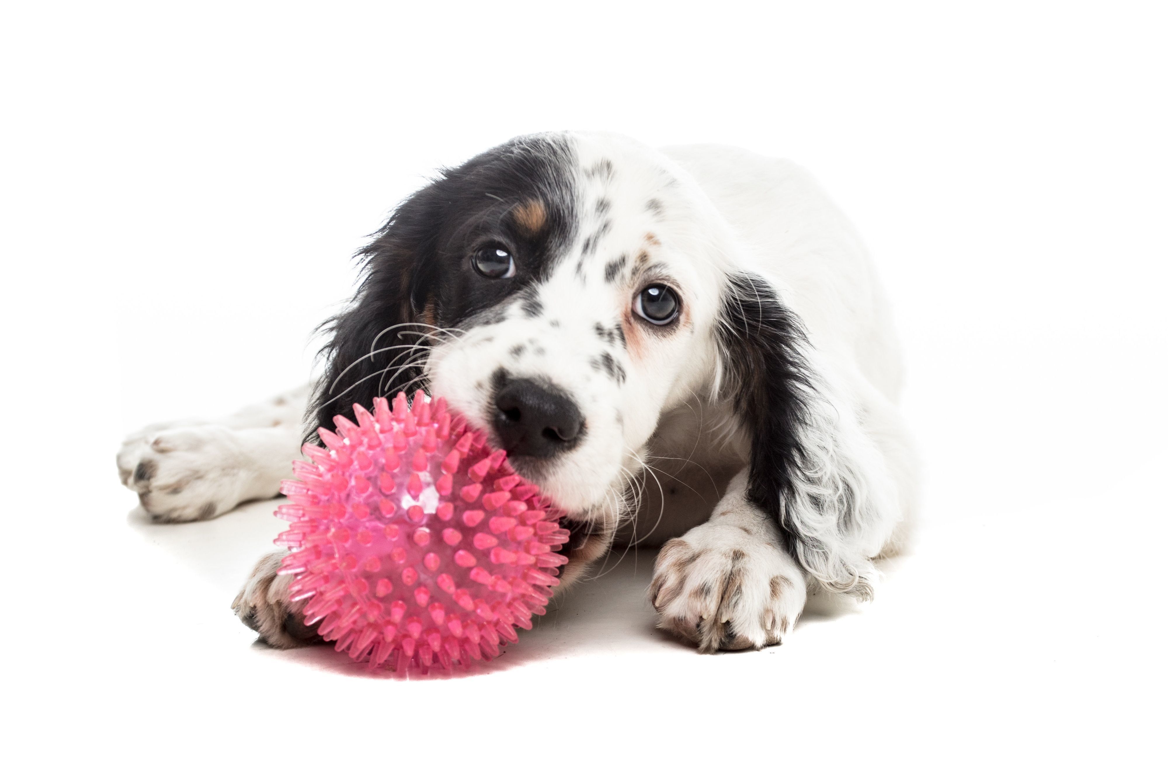 イングリッシュ・セター