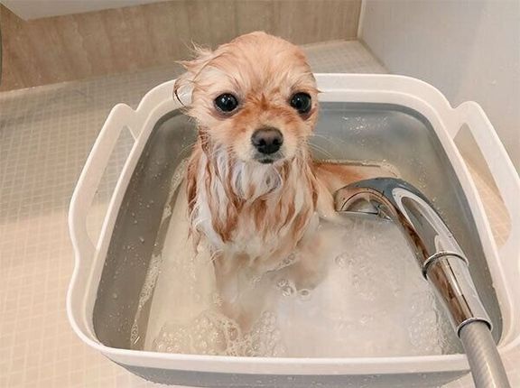 お風呂に入るぽぽちゃん
