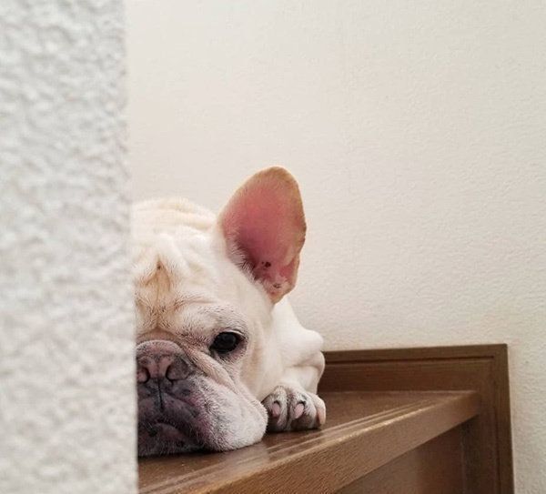 お見送りするサブちゃん