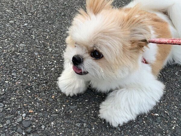 お散歩するぽん酢ちゃん