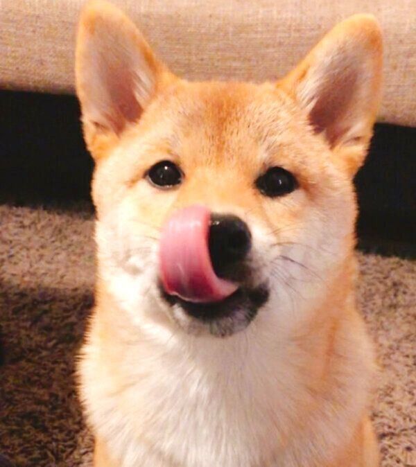 舌を出すタツノコ姫ちゃん