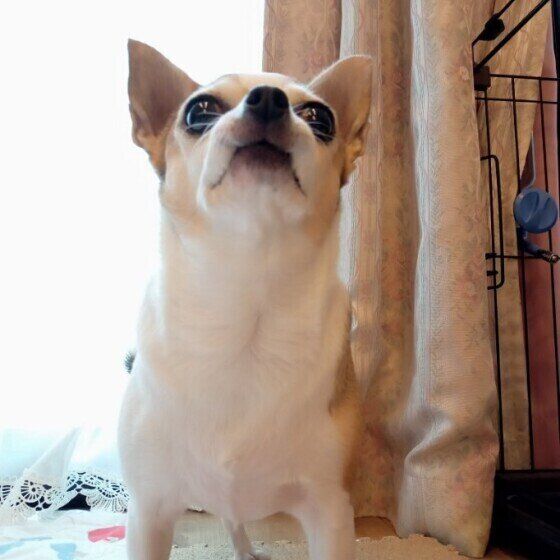 チワワのすずめちゃん