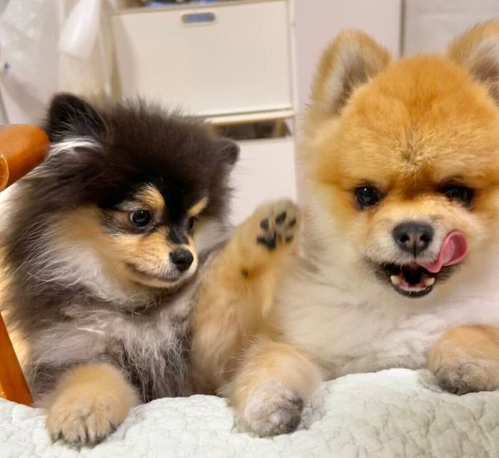 仲良く並ぶ小町ちゃん、秋田くん