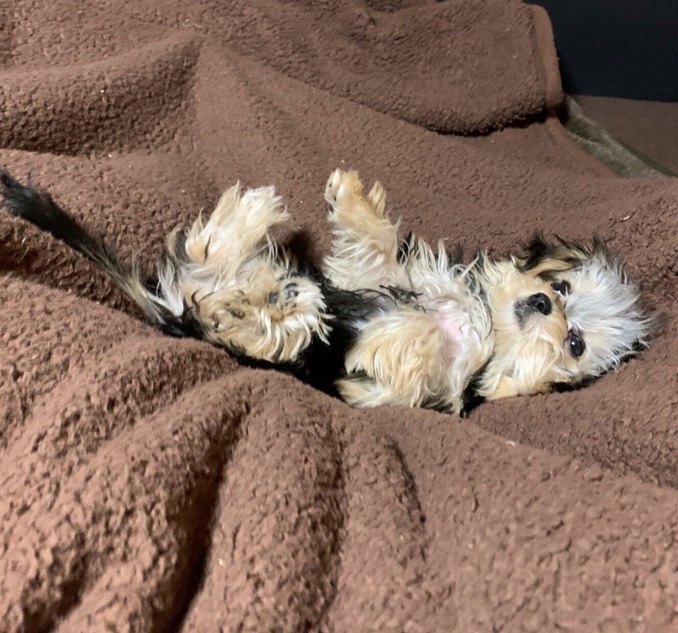 寝転がるぽたちゃん