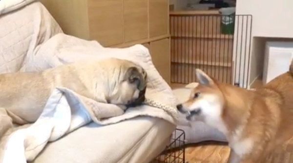 おもちゃを奪い合うパグと柴犬