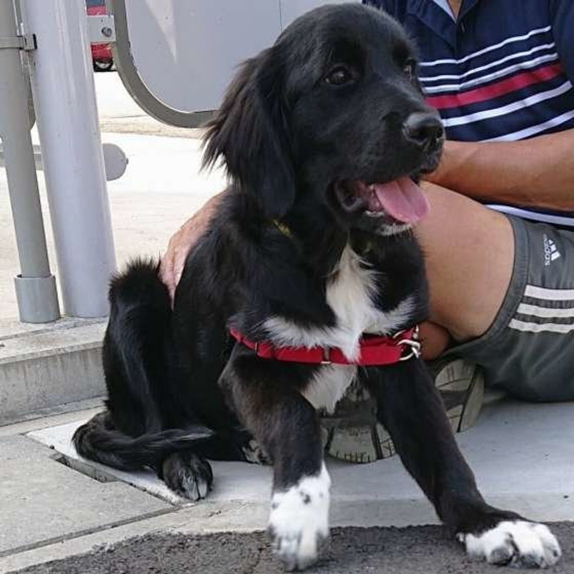 歯磨きが愛犬の長寿のカギ 犬の歯周病はこんなにコワい いぬのきもちweb Magazine 歯磨きが愛犬の長寿のカギ 犬の歯周病はこんなにコワい いぬのきもちweb Magazine