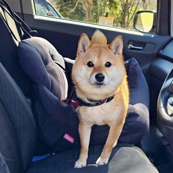 車でおでかけをする福ちゃん