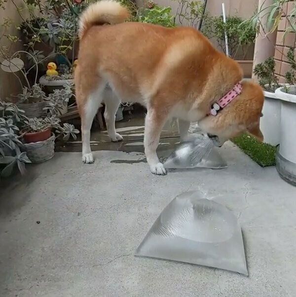 水が入った袋で遊ぶポッキーちゃん