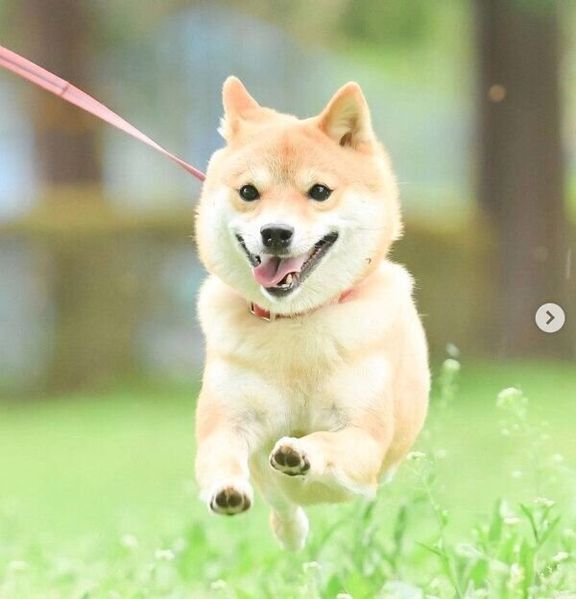 走るおまめちゃん
