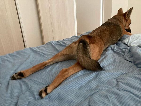 ベッドでくつろぐいのちゃん