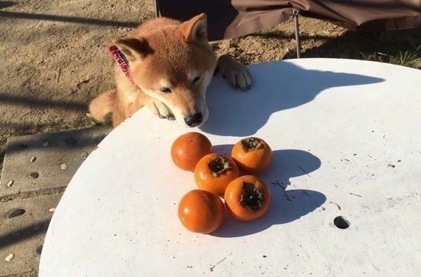 柿を盗む柴犬