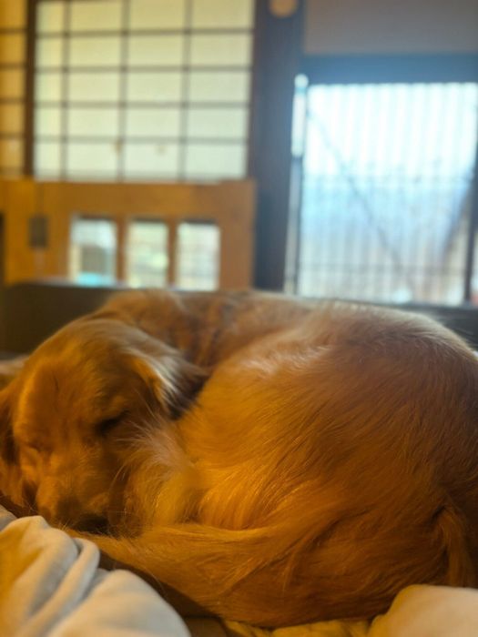 丸いフォルムはベーグルパンのよう