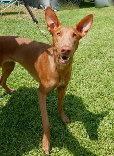 ファラオ ハウンドの特徴 性格 最新価格と飼い方 いぬのきもち 犬図鑑 いぬのきもちweb Magazine