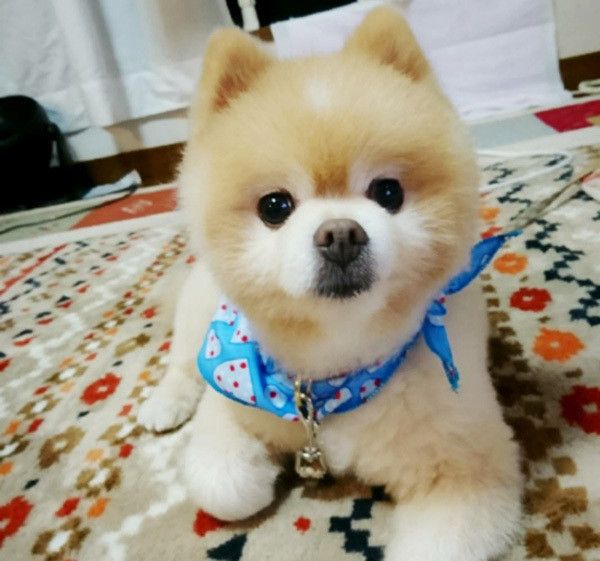 見つめるポメラニアン