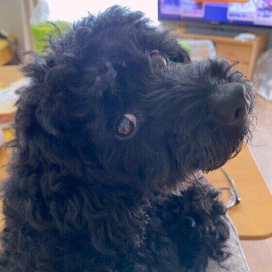 見つめるトイ・プードル