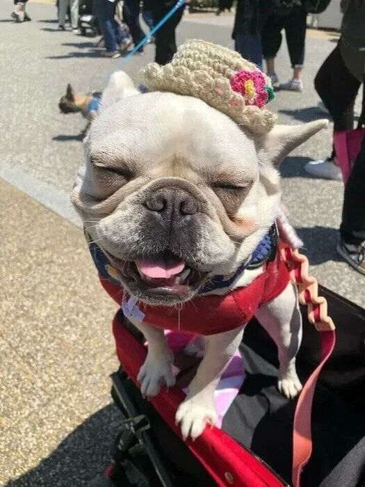 お出かけ中のおもちちゃん