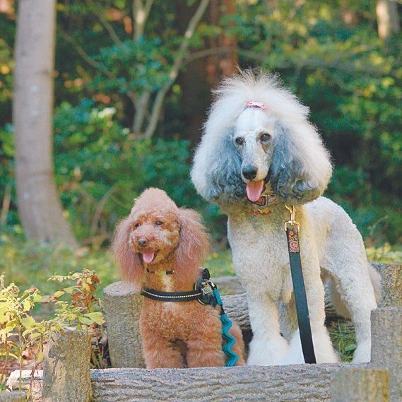 Yさんの先代の愛犬アンちゃん（右）とアルトくん（左）。アルトくんが2023年２月に亡くなり、マーリちゃんとの縁をつないでくれることに