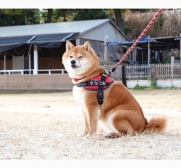 お散歩するきなこちゃん