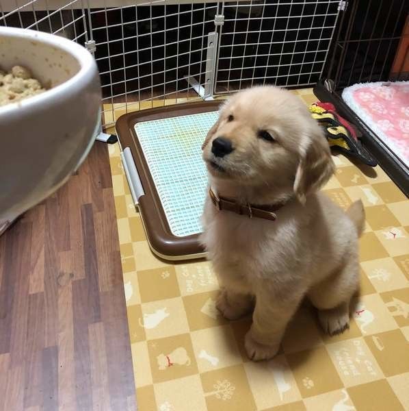 ご飯を待っているゴールデン・レトリーバーの子犬