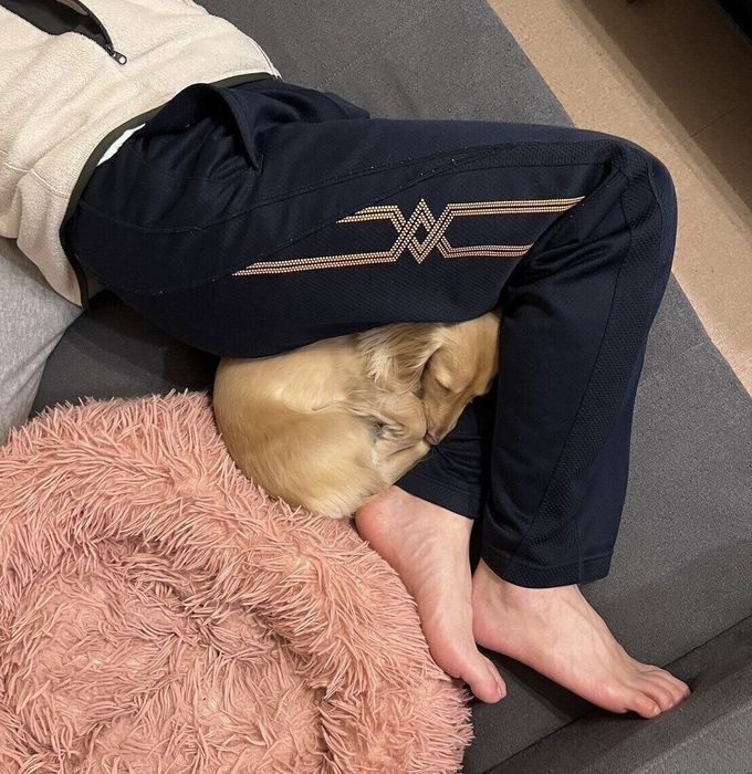 飼い主さんのひざ裏で眠るちゃちゃちゃん