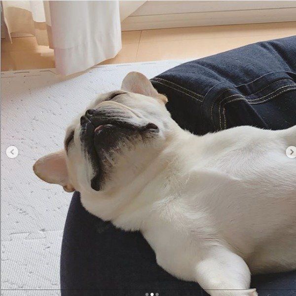 ダメになるワンコ