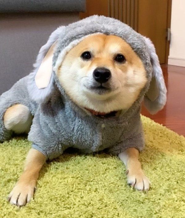 見つめる豆千代くん