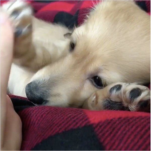 ダックスフンド