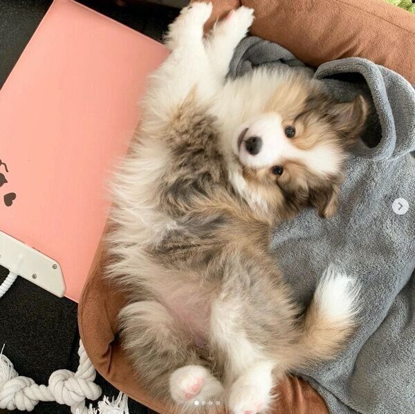 ヘソ天するルネちゃん