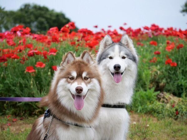 笑顔が可愛らしいアポロくん、コスモくん